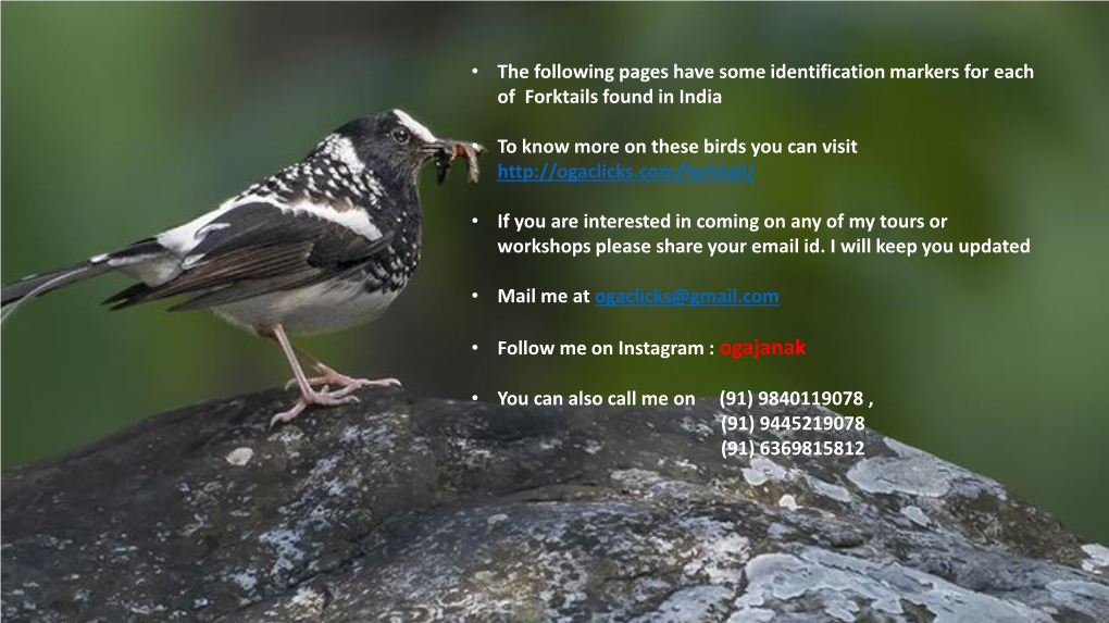 • the Following Pages Have Some Identification Markers for Each of Forktails Found in India