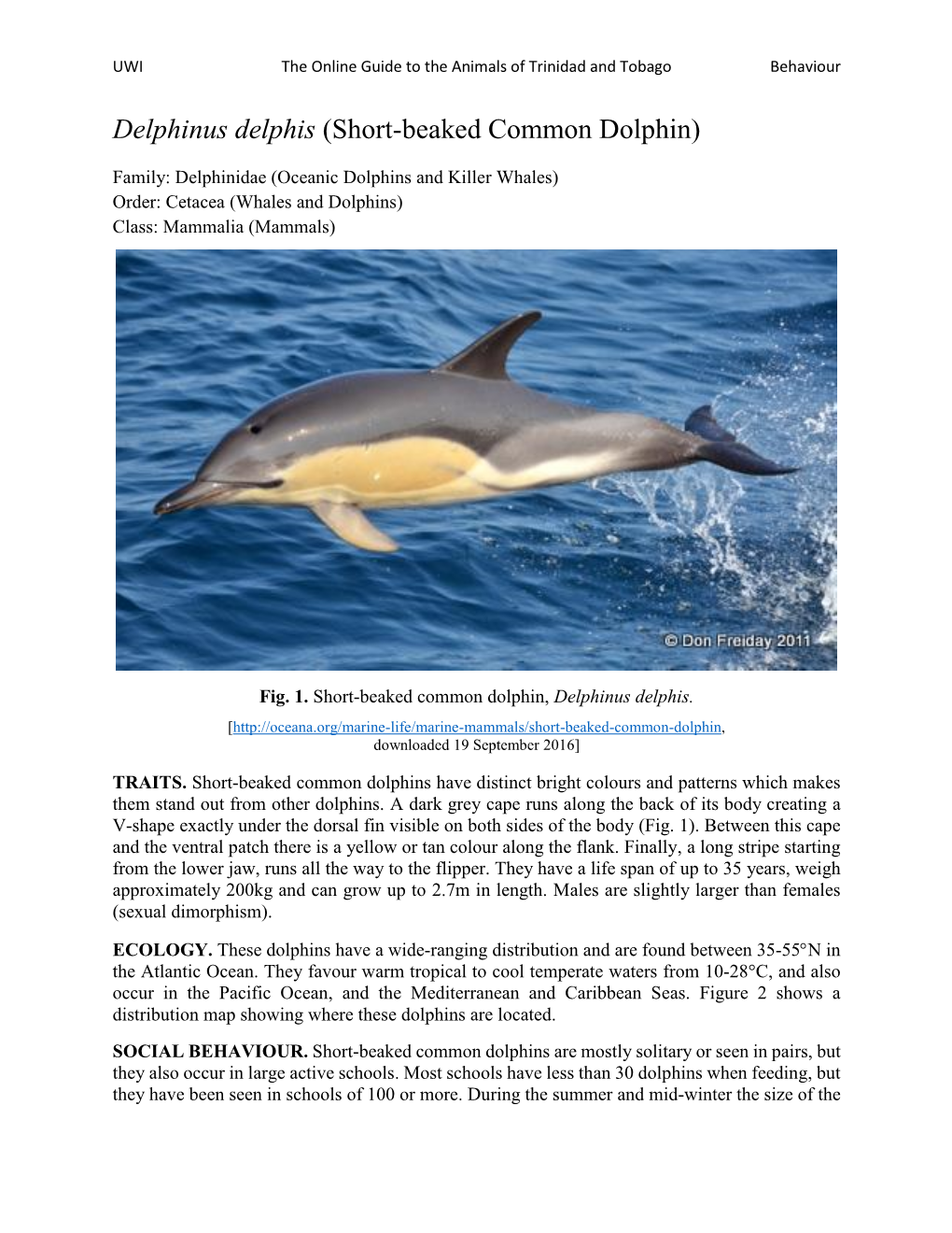 Delphinus Delphis (Short-Beaked Common Dolphin)