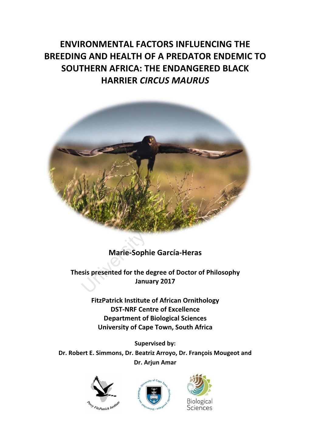 The Endangered Black Harrier Circus Maurus