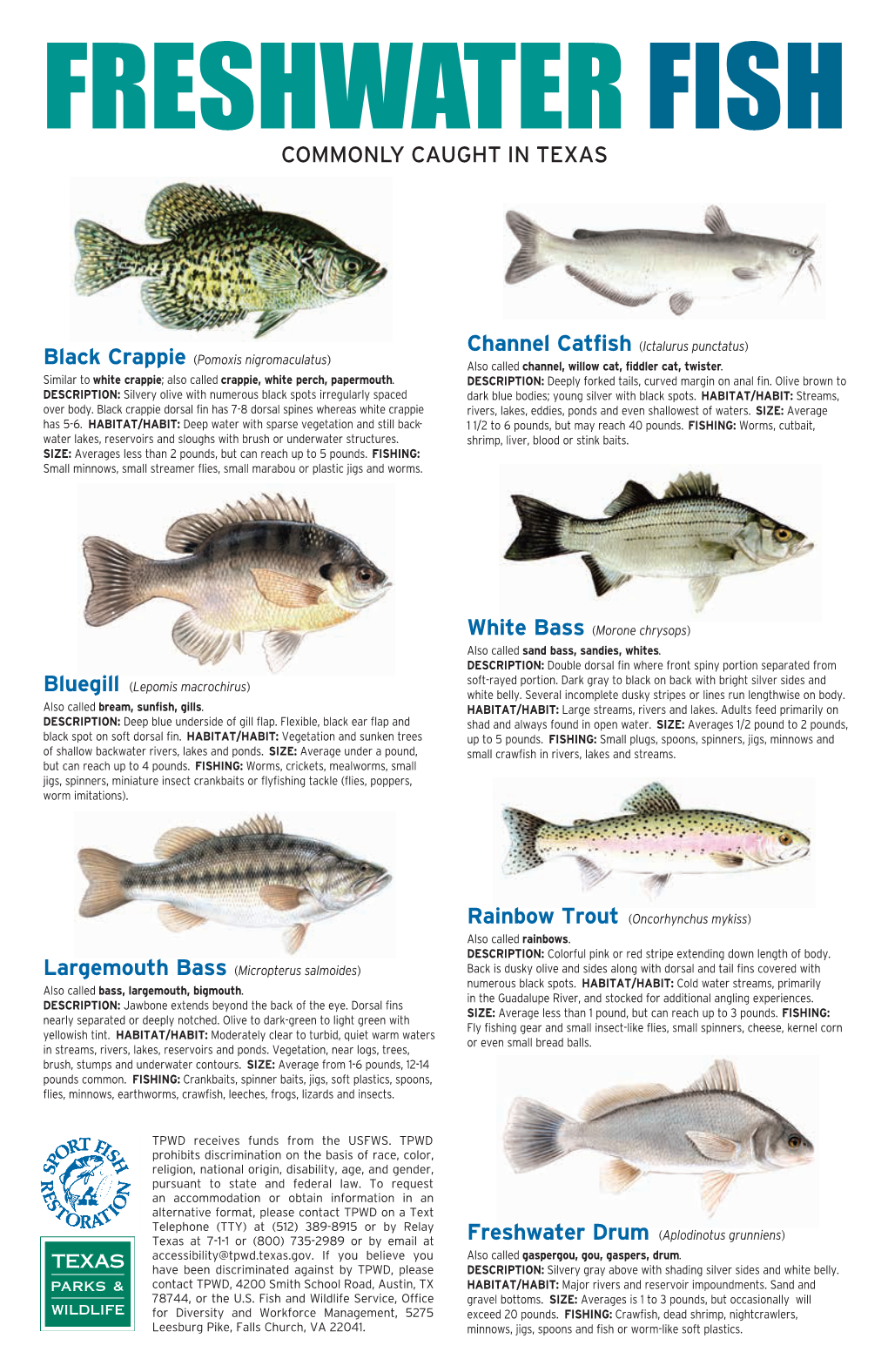 Freshwater and Saltwater Fish Commonly Caught in Texas