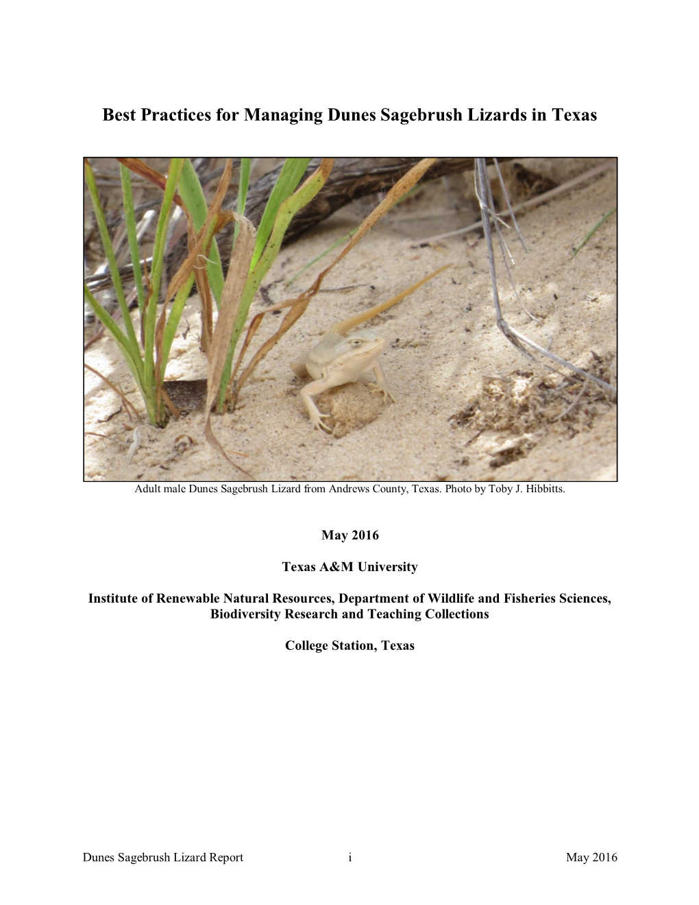 Best Practices for Managing Dunes Sagebrush Lizards in Texas