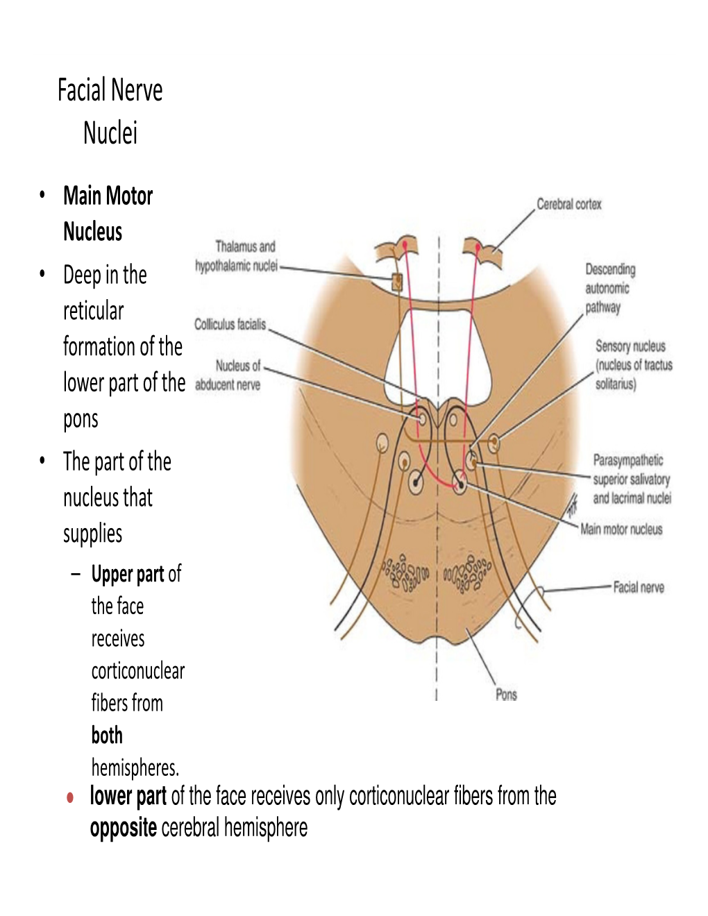 Facial Nerve Nuclei