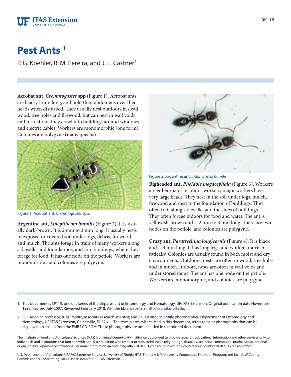 Pest Ants 1 P