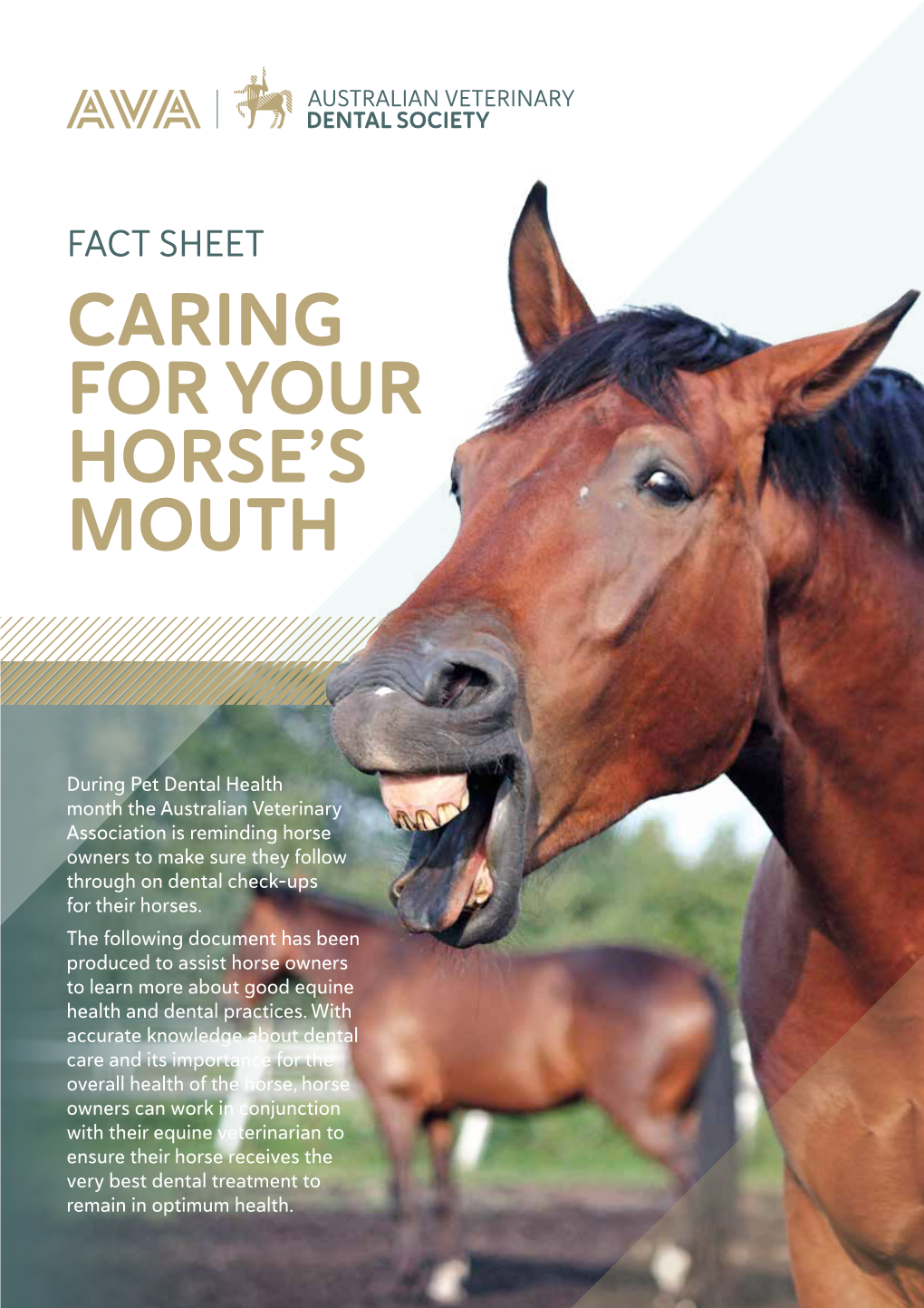 Caring for Your Horse's Mouth