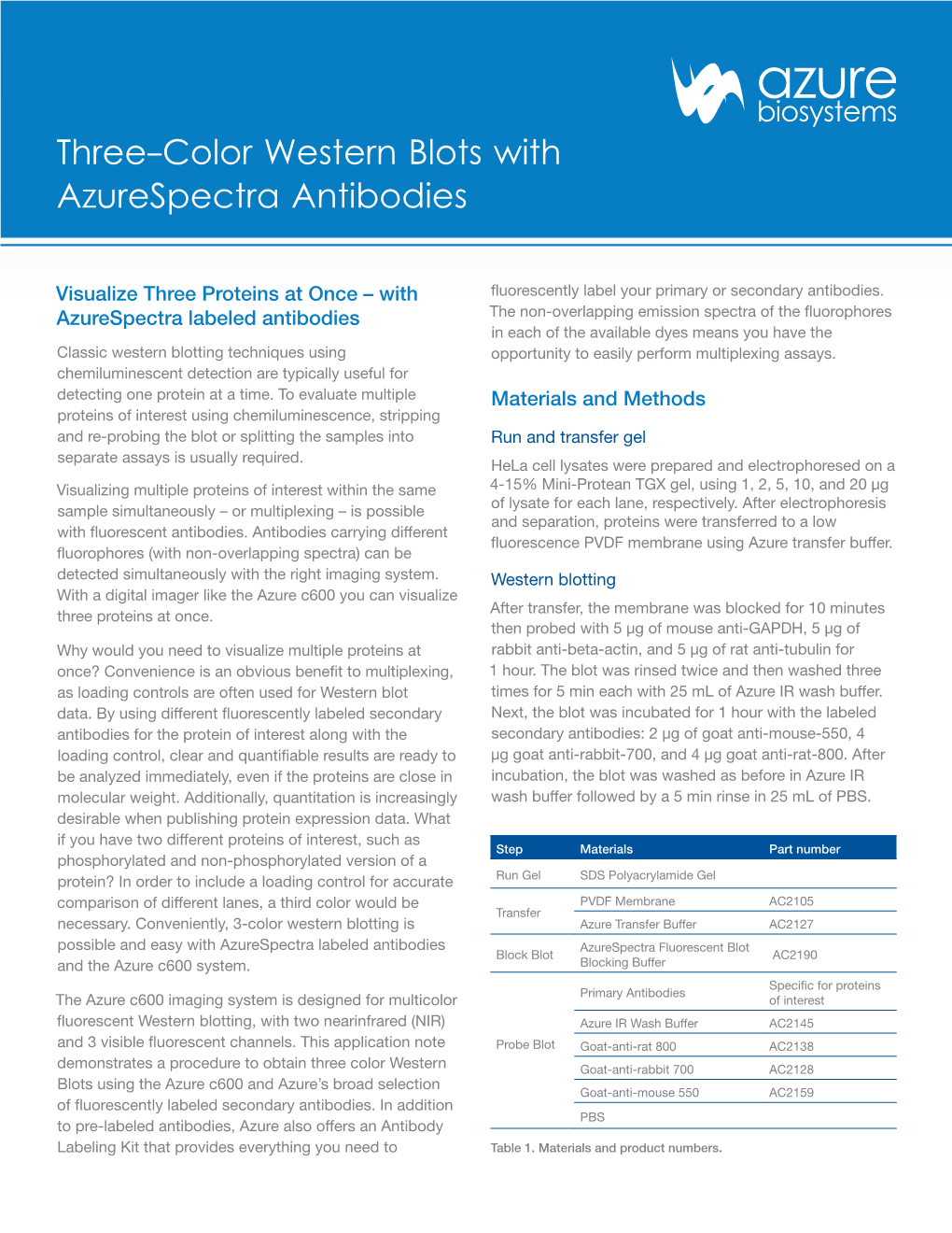 Three-Color Western Blots with Azurespectra Antibodies