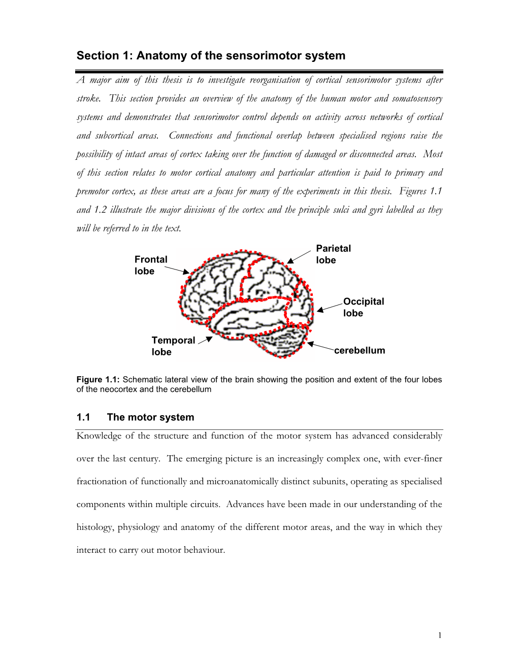 Section 1: Anatomy of the Sensorimotor System