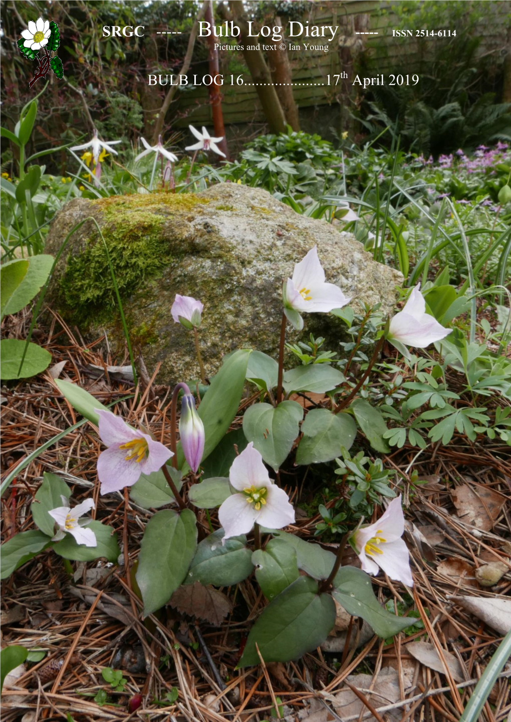 SRGC BULB LOG DIARY---Pictures and Text © Ian Young