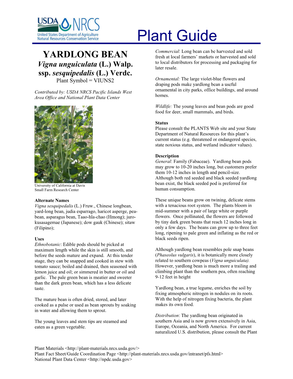 YARDLONG BEAN Fresh at Local Farmers’ Markets Or Harvested and Sold to Local Distributors for Processing and Packaging for Vigna Unguiculata (L.) Walp