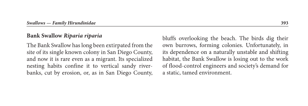 Bank Swallow Riparia Riparia the Bank Swallow Has Long Been