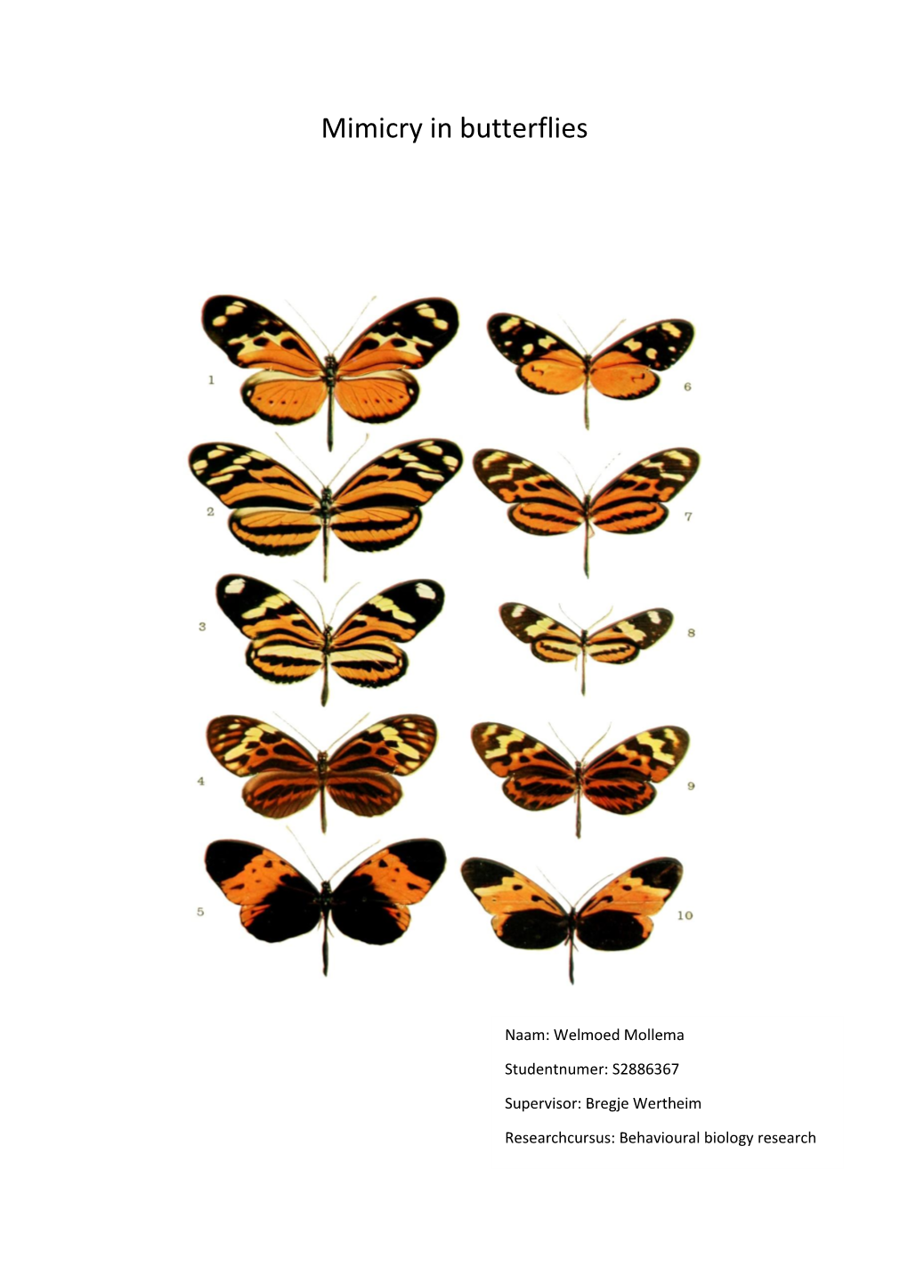 Mimicry in Butterflies