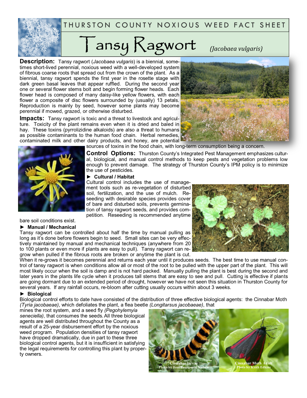 Tansy Ragwort