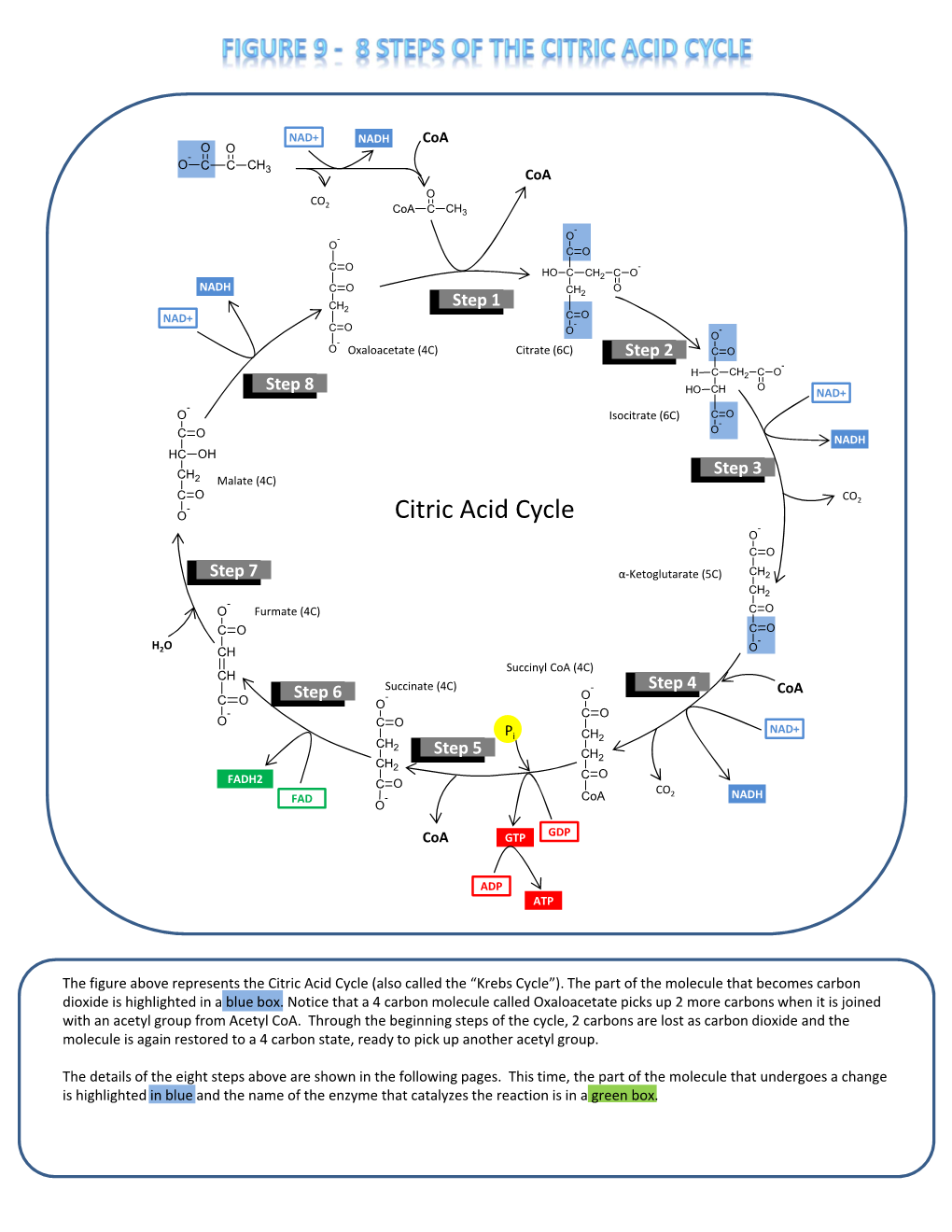 Citric Acid Cycle - O C O