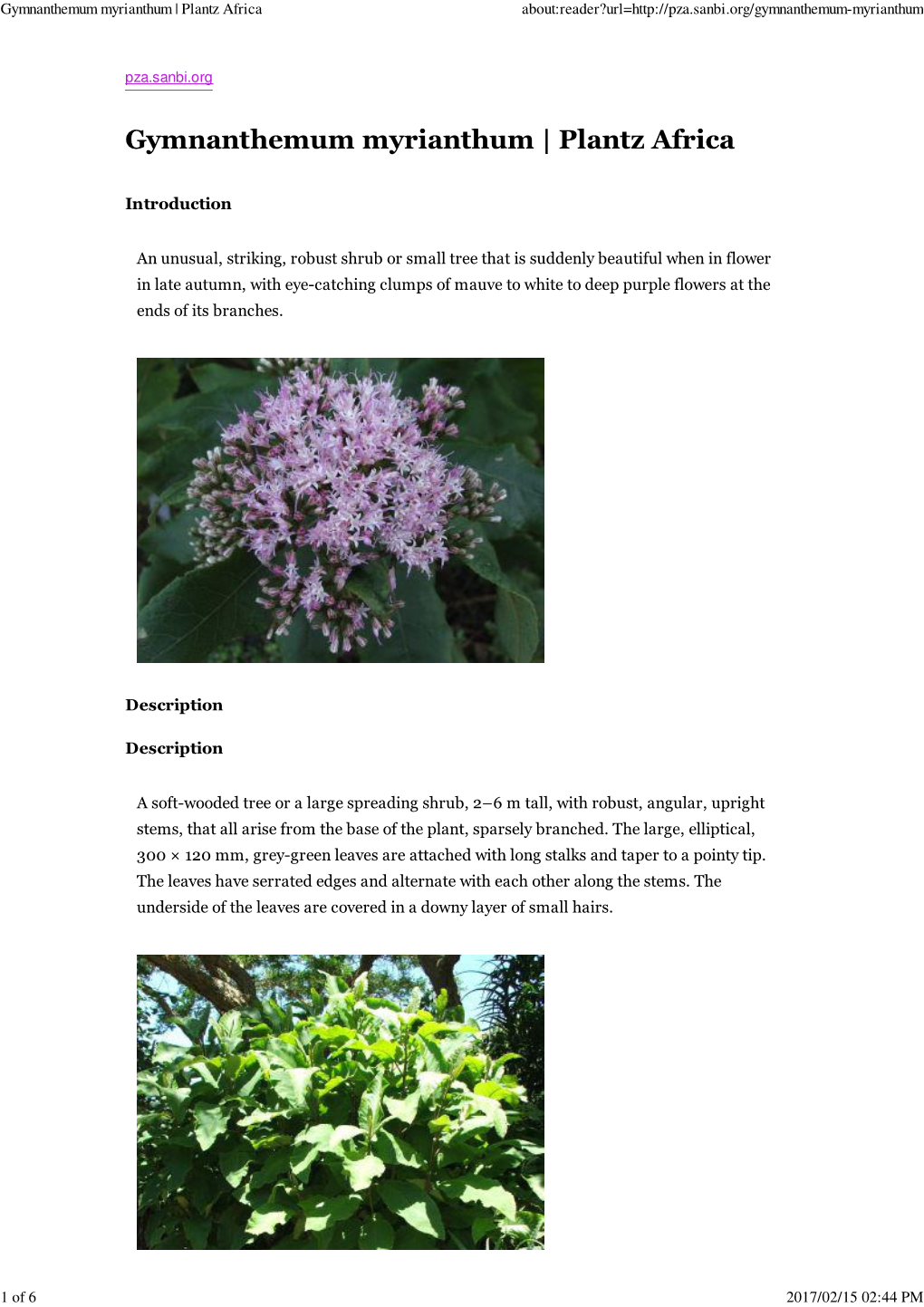 Gymnanthemum Myrianthum | Plantz Africa About:Reader?Url=