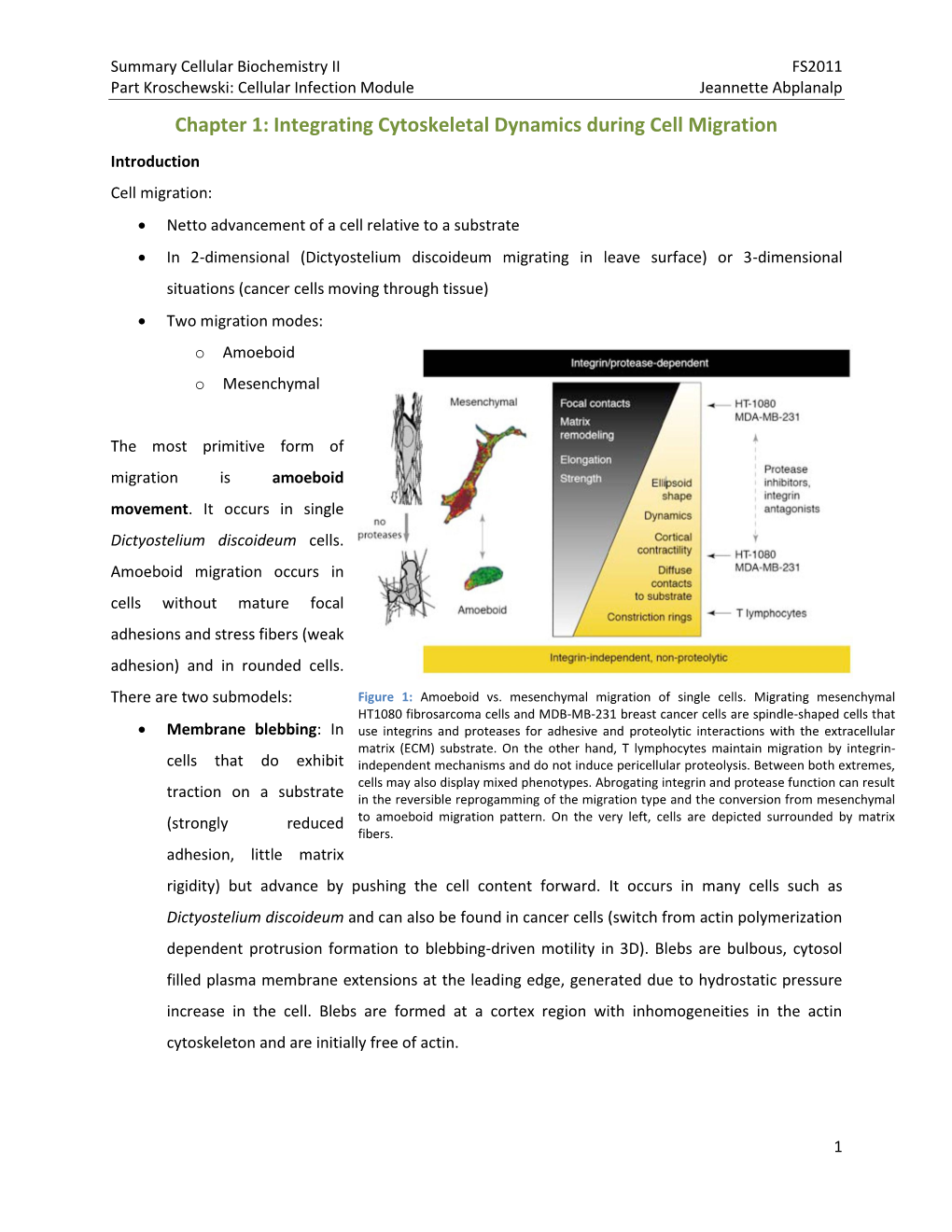 Integrating Cytoskeletal Dynamics During Cell Migration