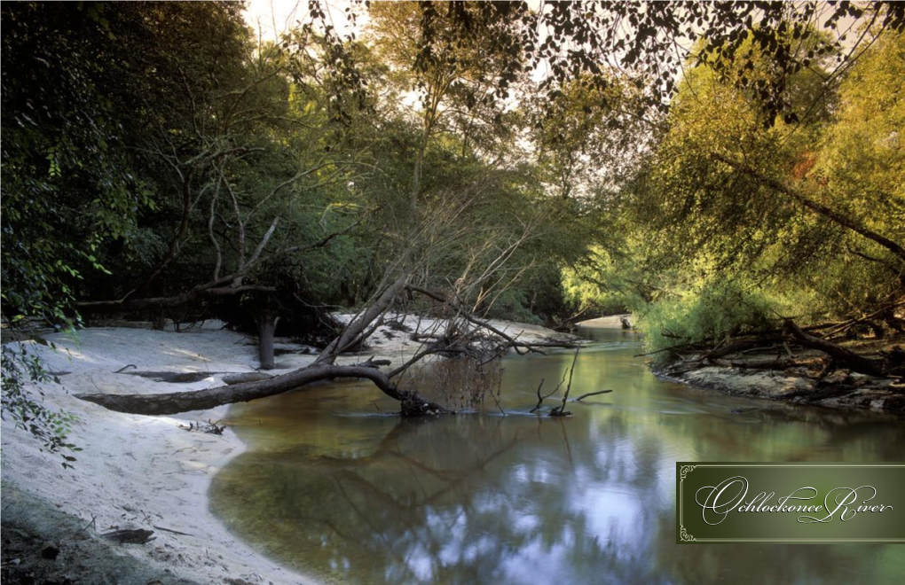 Ochlockonee River Brings to the Lake