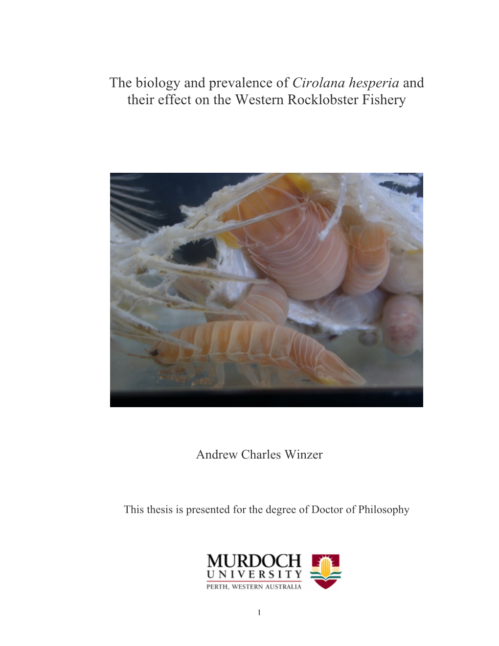 The Biology and Prevalence of Cirolana Hesperia and Their Effect on the Western Rocklobster Fishery