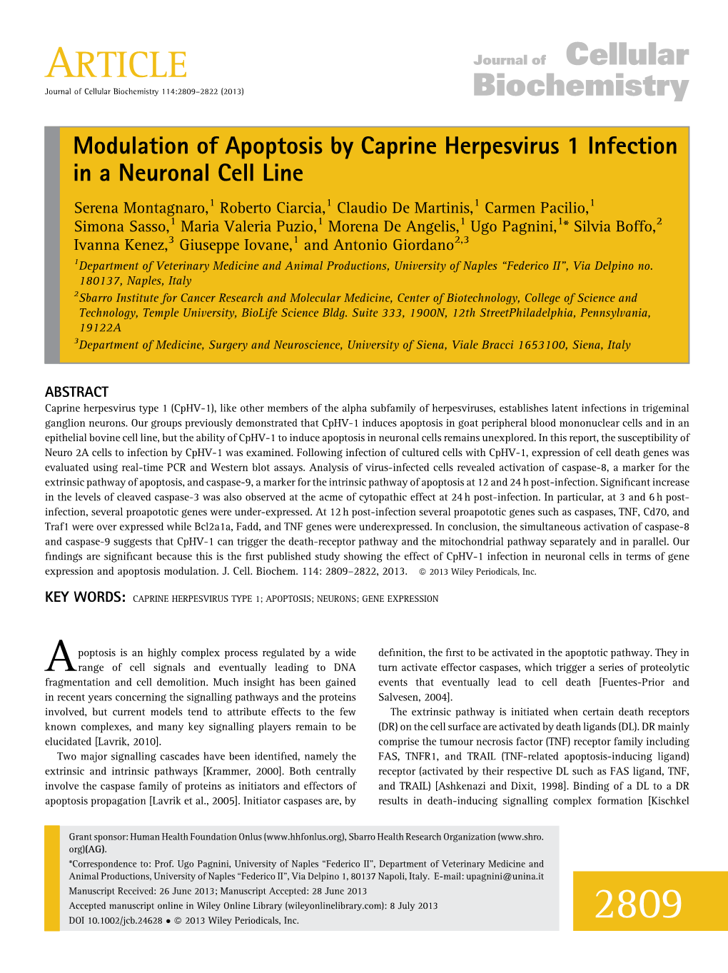 Modulation of Apoptosis by Caprine Herpesvirus 1 Infection in a Neuronal Cell Line