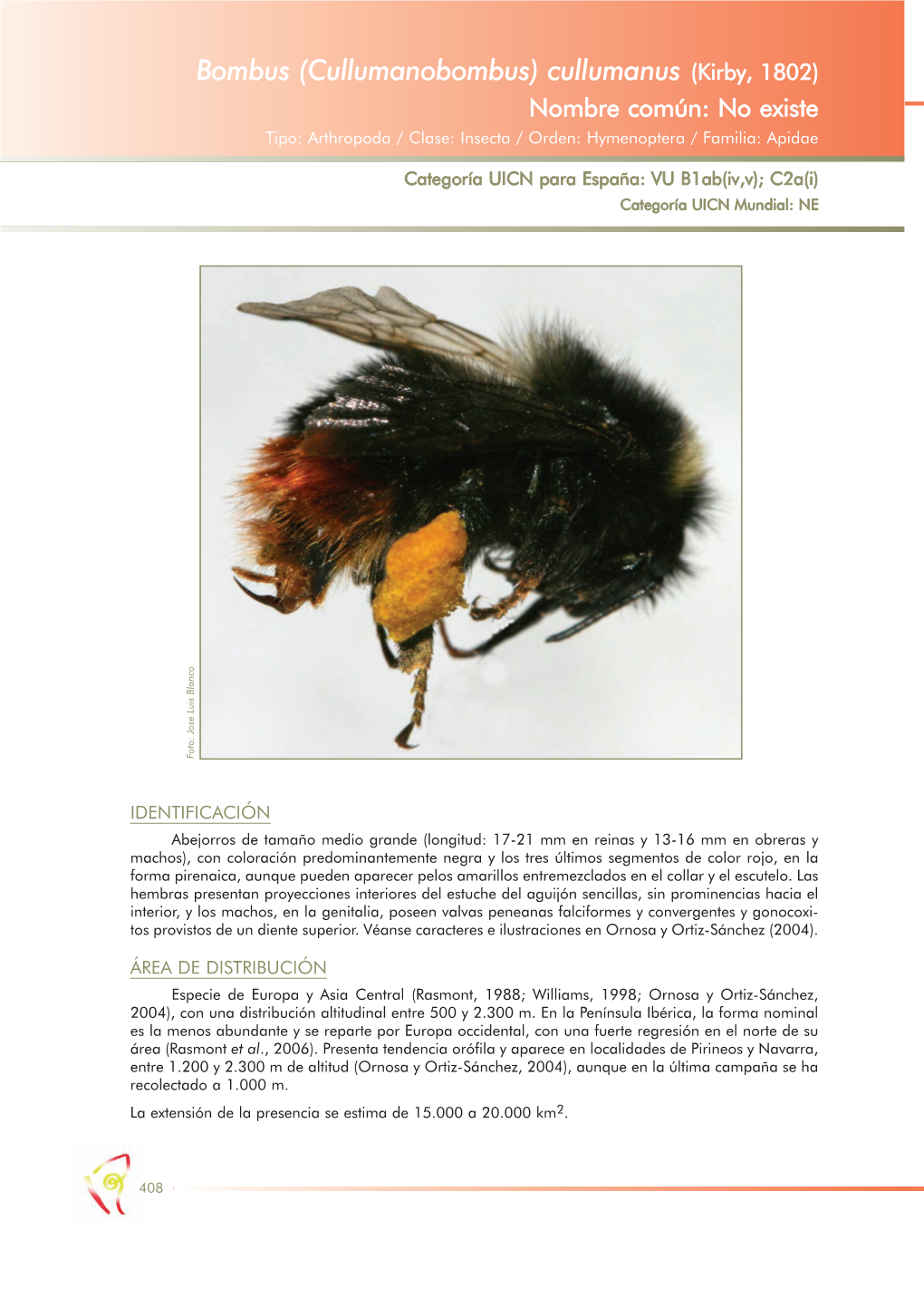 Bombus (Cullumanobombus) Cullumanus (Kirby, 1802) Nombre Común: No Existe Tipo: Arthropoda / Clase: Insecta / Orden: Hymenoptera / Familia: Apidae