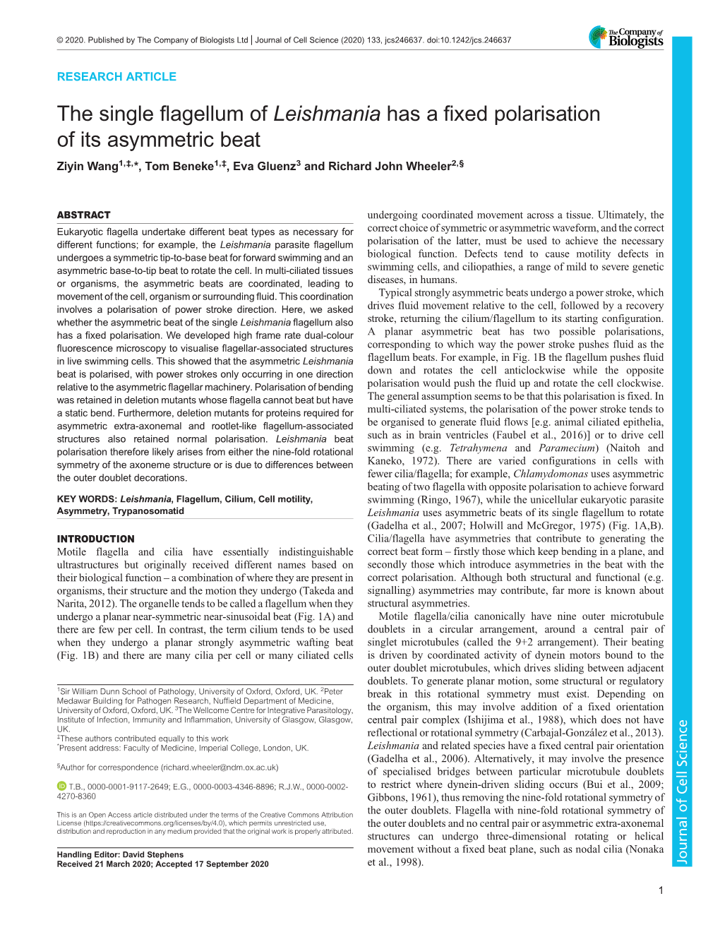 The Single Flagellum of Leishmania Has a Fixed Polarisation of Its Asymmetric Beat Ziyin Wang1,‡,*, Tom Beneke1,‡, Eva Gluenz3 and Richard John Wheeler2,§