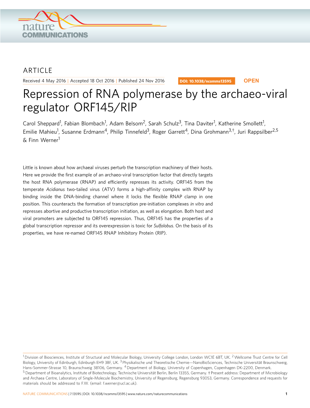 Repression of RNA Polymerase by the Archaeo-Viral Regulator ORF145/RIP