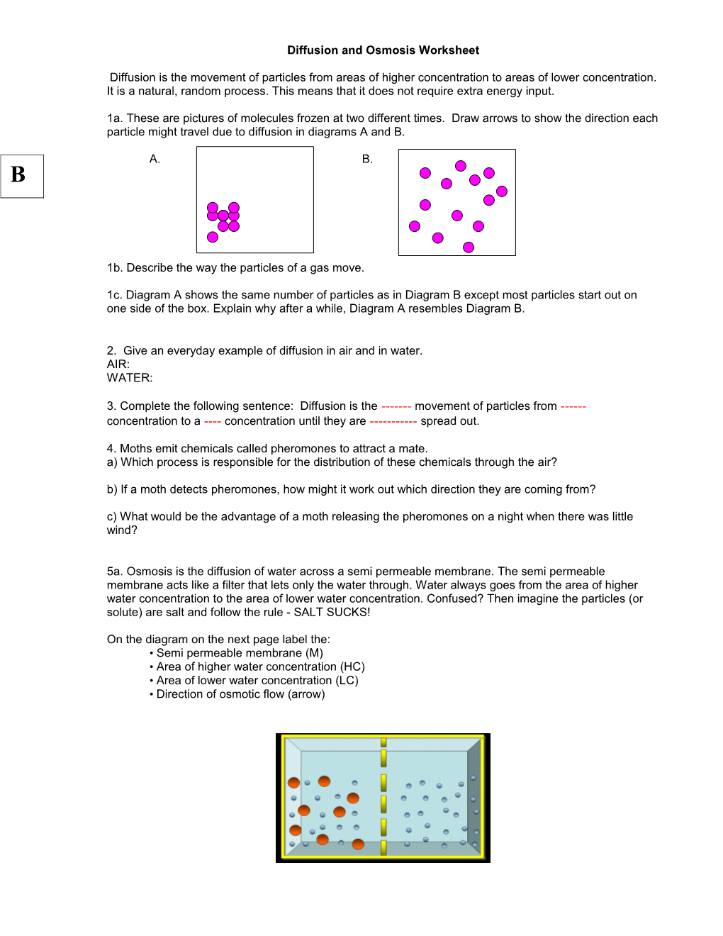 Diffusion And Osmosis Worksheet