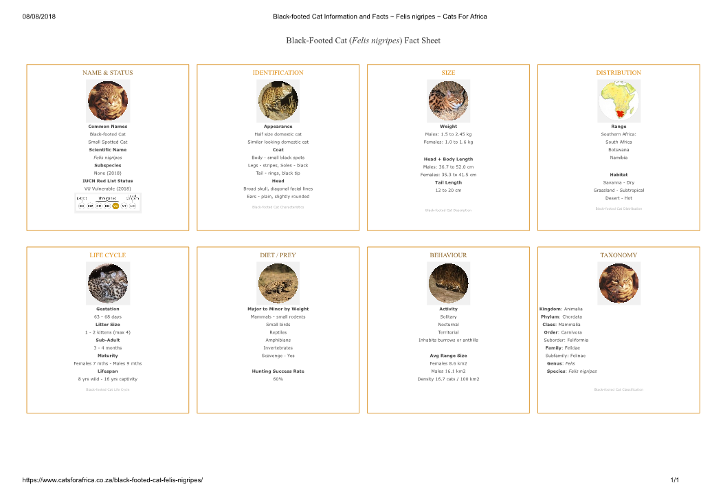 Black-Footed Cat (Felis Nigripes) Fact Sheet