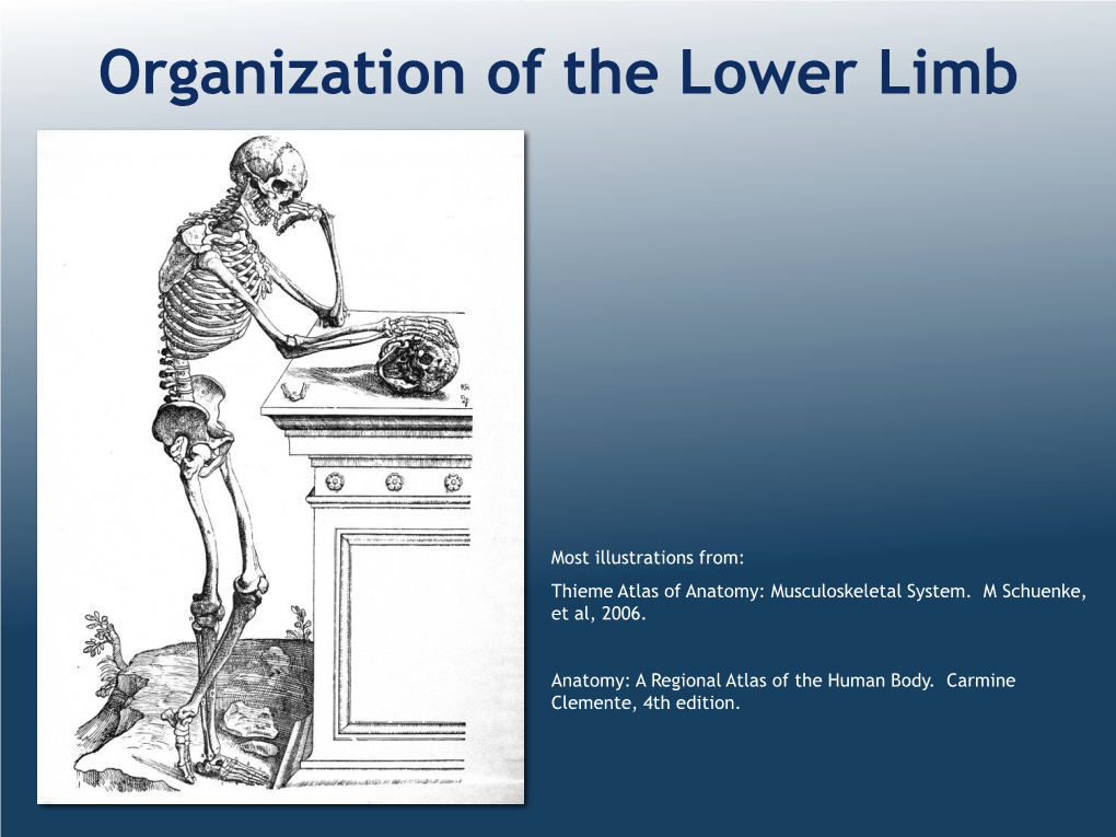 Introduction to the Lower Limb