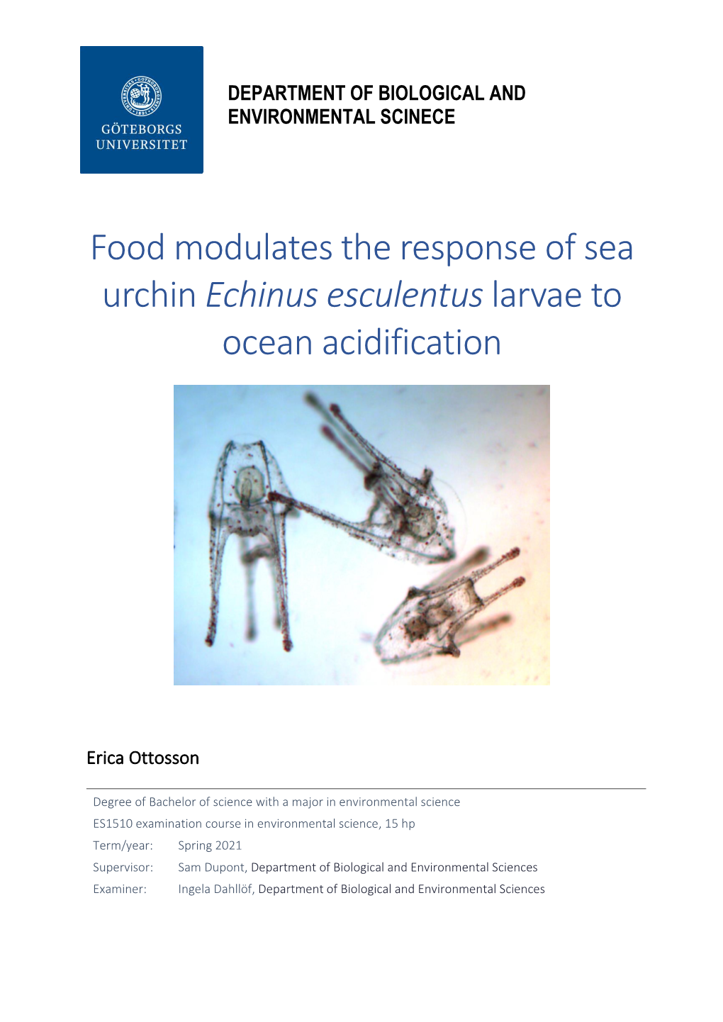 Food Modulates the Response of Larval Sea Urchin Echinus