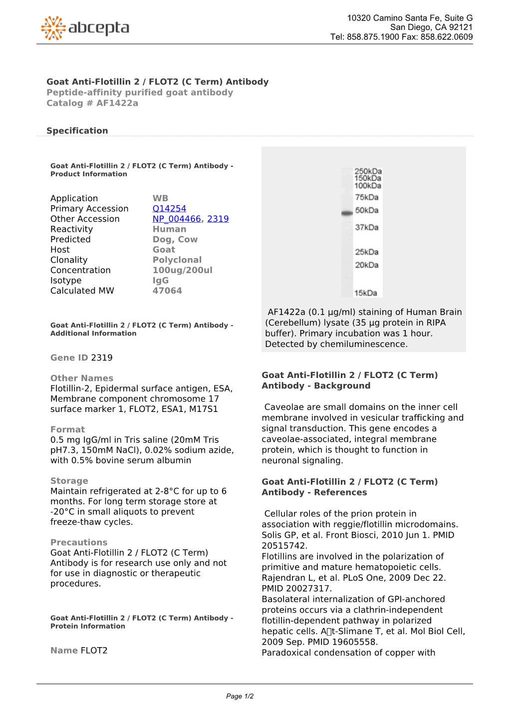 Goat Anti-Flotillin 2 / FLOT2 (C Term) Antibody Peptide-Affinity Purified Goat Antibody Catalog # Af1422a