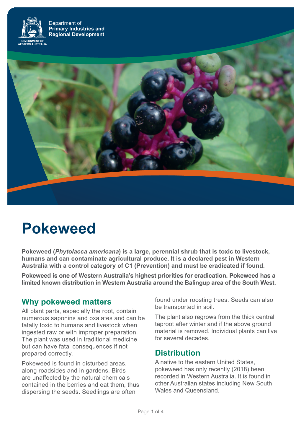 Pokeweed (Phytolacca Americana) Fact Sheet