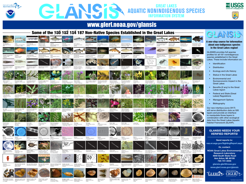 Some of the 180 182 184 187 Non-Native Species Established in the Great Lakes