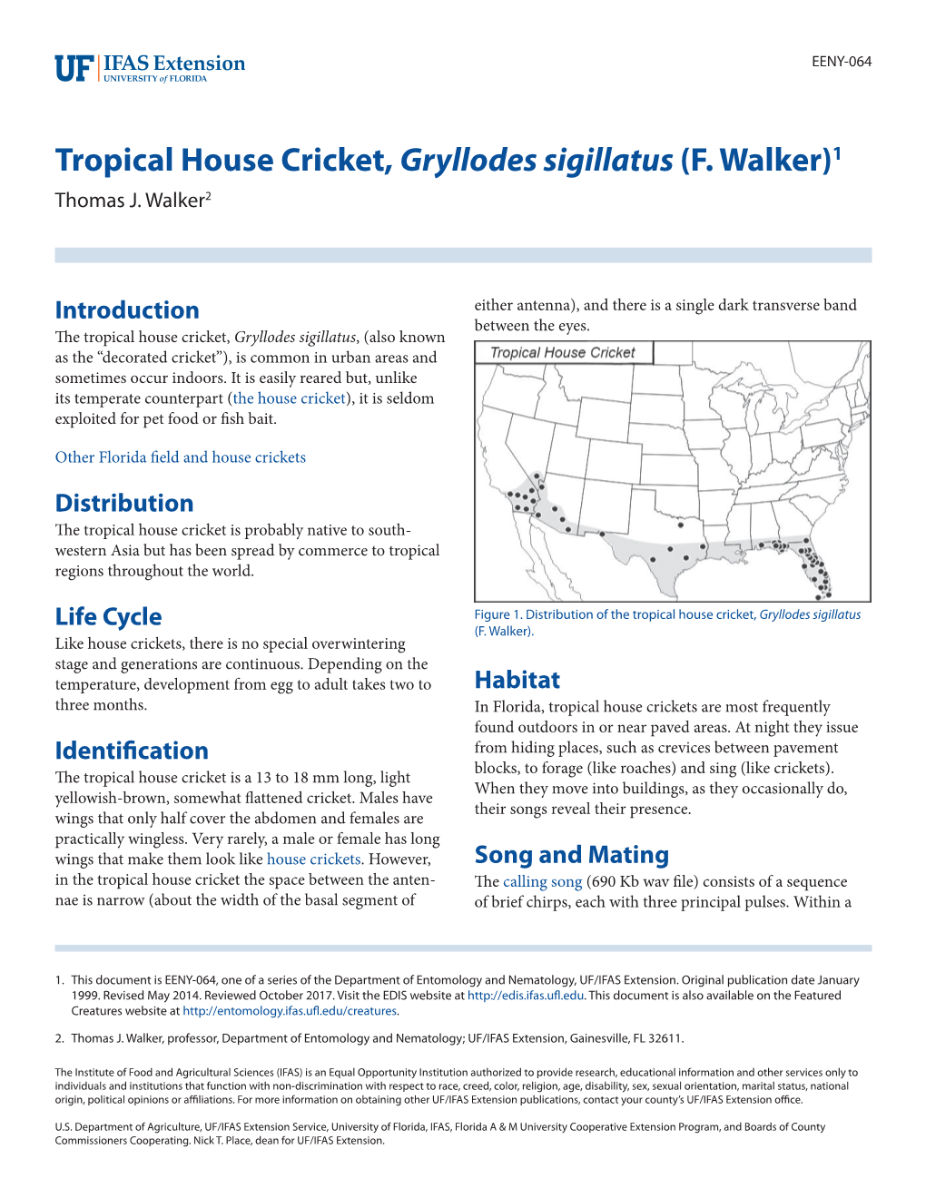 Tropical House Cricket, Gryllodes Sigillatus (F