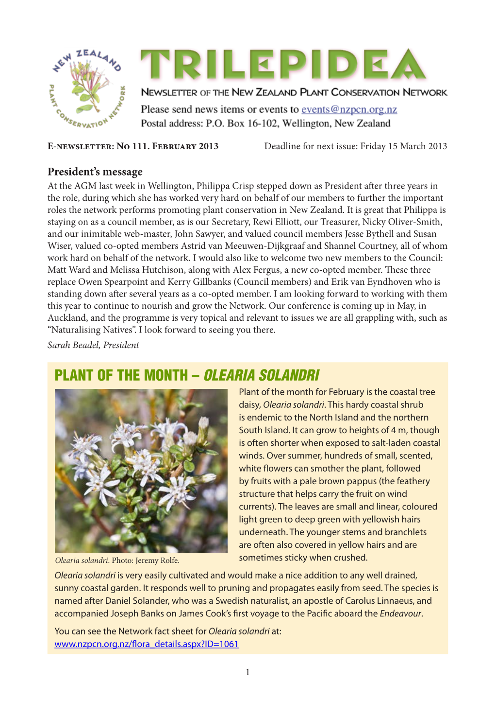 OLEARIA SOLANDRI Plant of the Month for February Is the Coastal Tree Daisy, Olearia Solandri