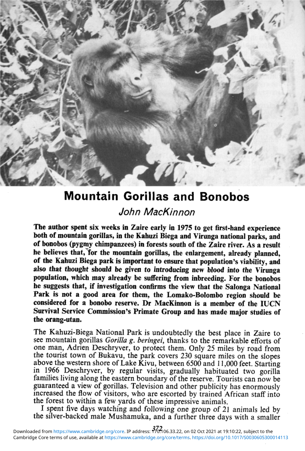 Mountain Gorillas and Bonobos