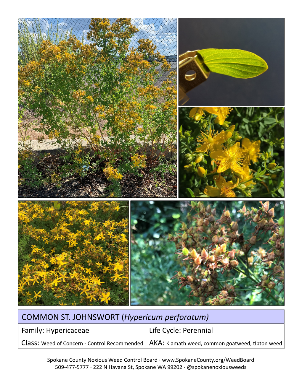 COMMON ST. JOHNSWORT (Hypericum Perforatum)