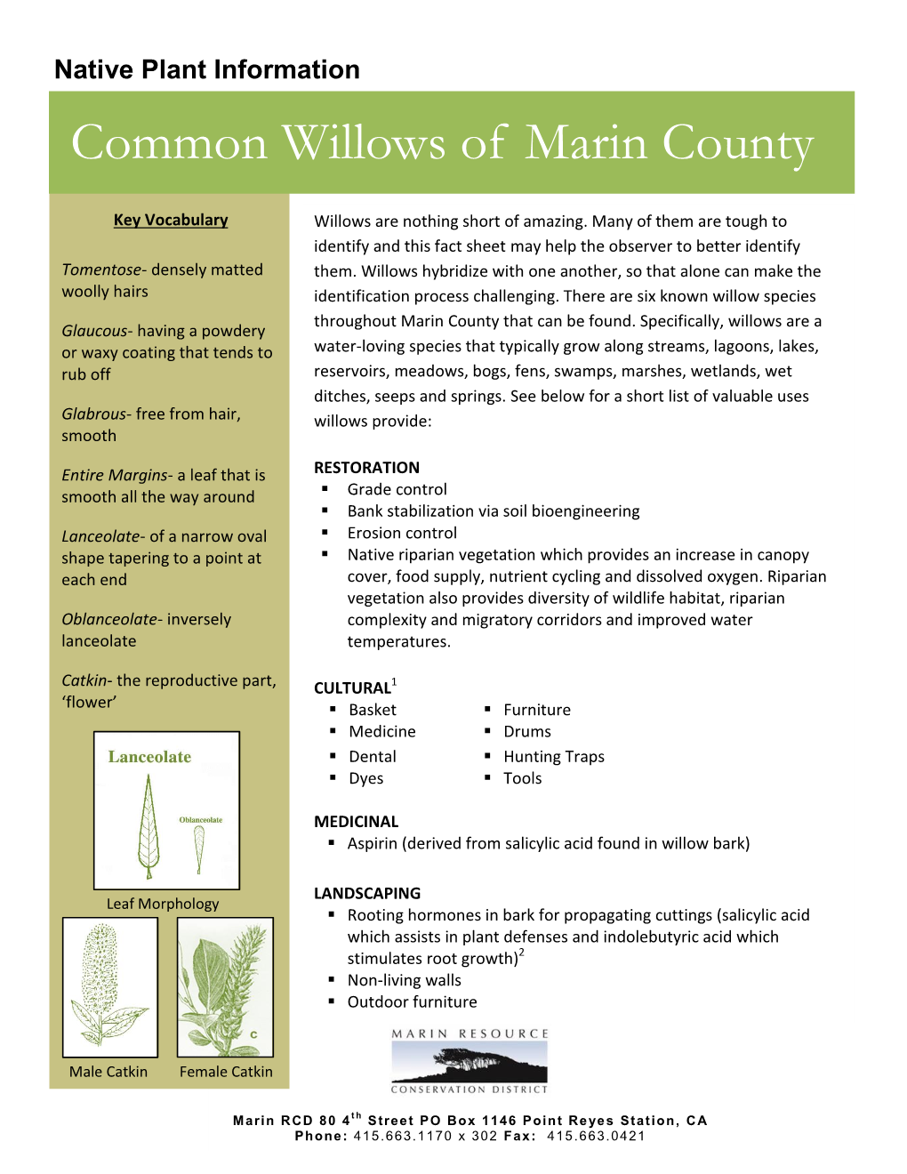 Common Willows of Marin County