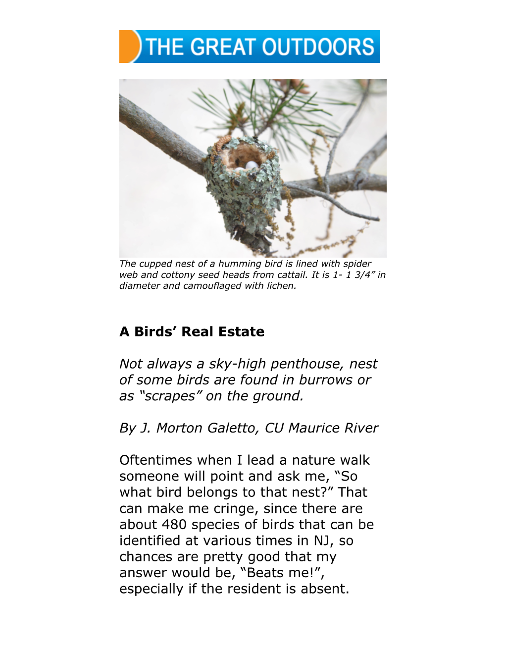 A Birds Real Estate Nests