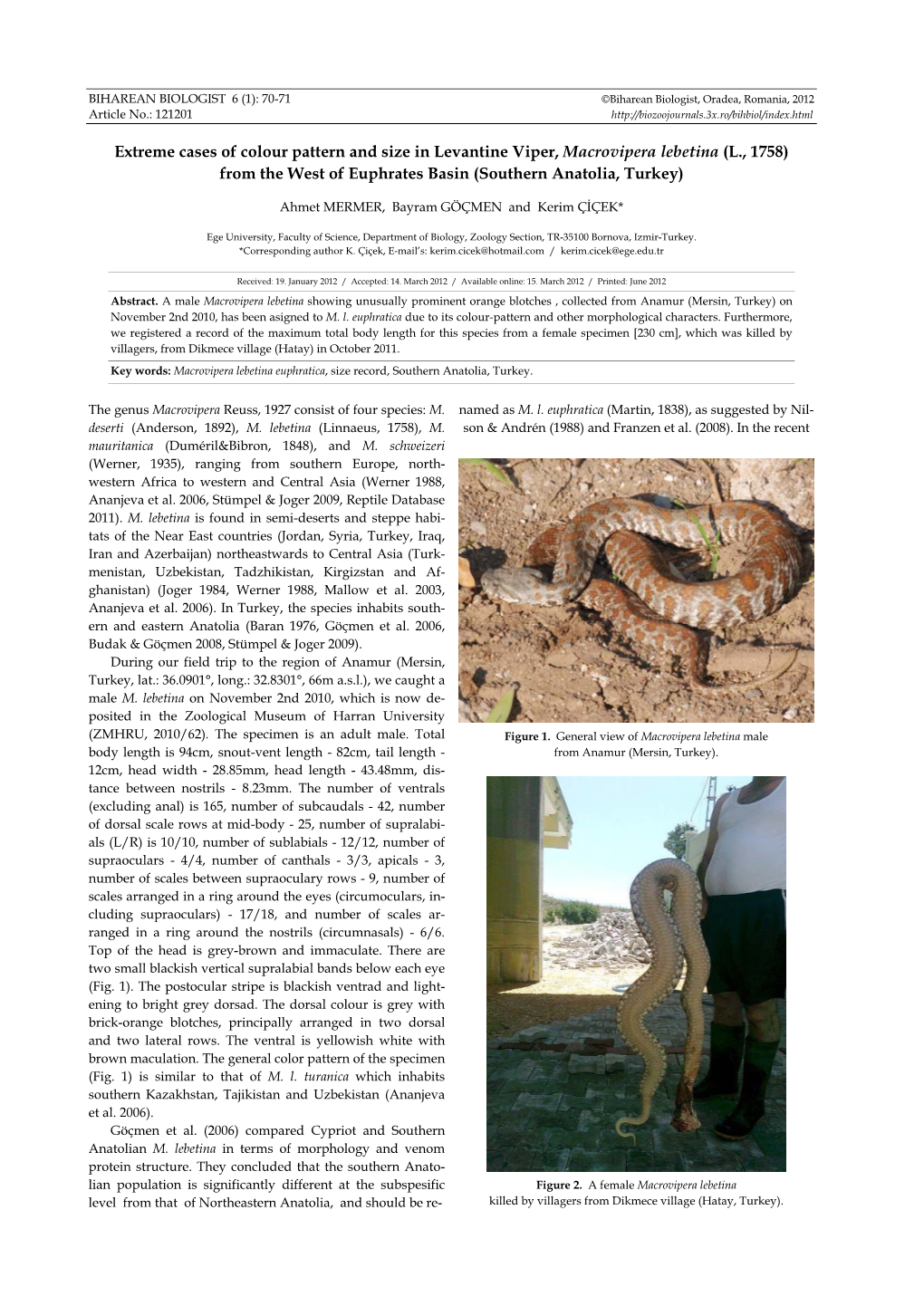 Extreme Cases of Colour Pattern and Size in Levantine Viper, Macrovipera Lebetina (L., 1758) from the West of Euphrates Basin (Southern Anatolia, Turkey)