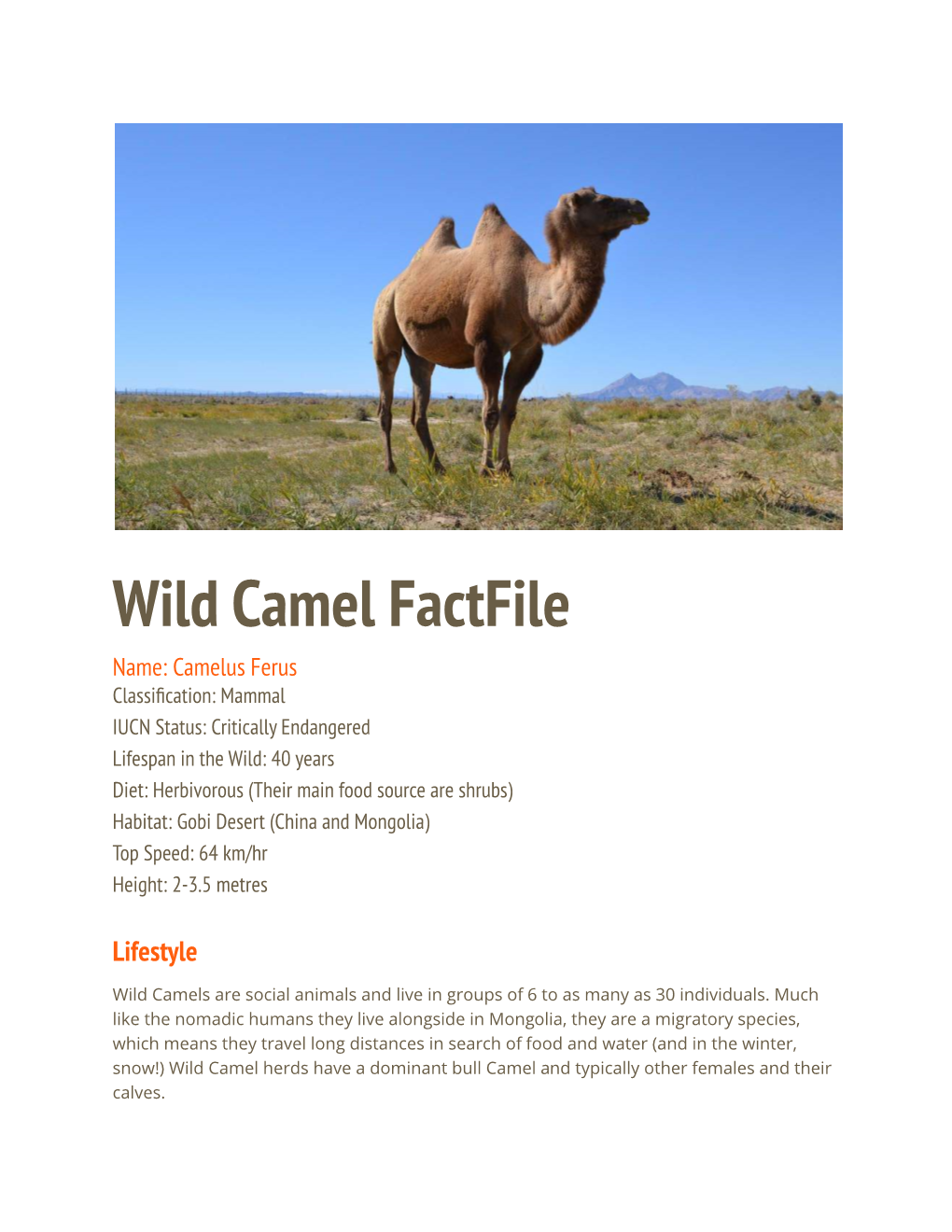 Wild Camel Factfile