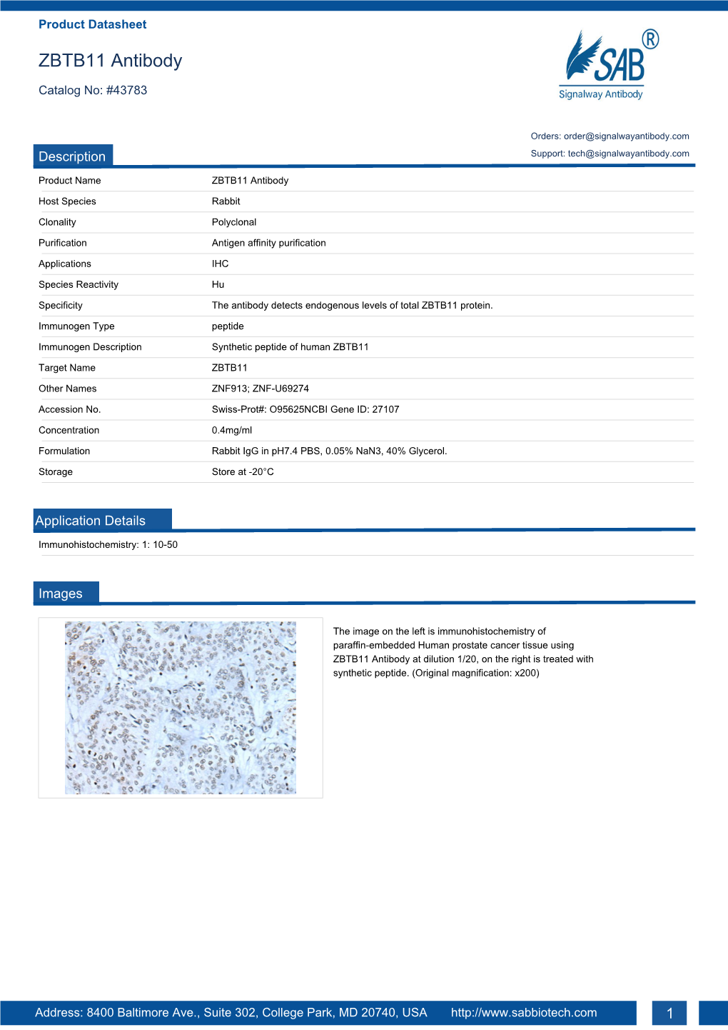 ZBTB11 Antibody