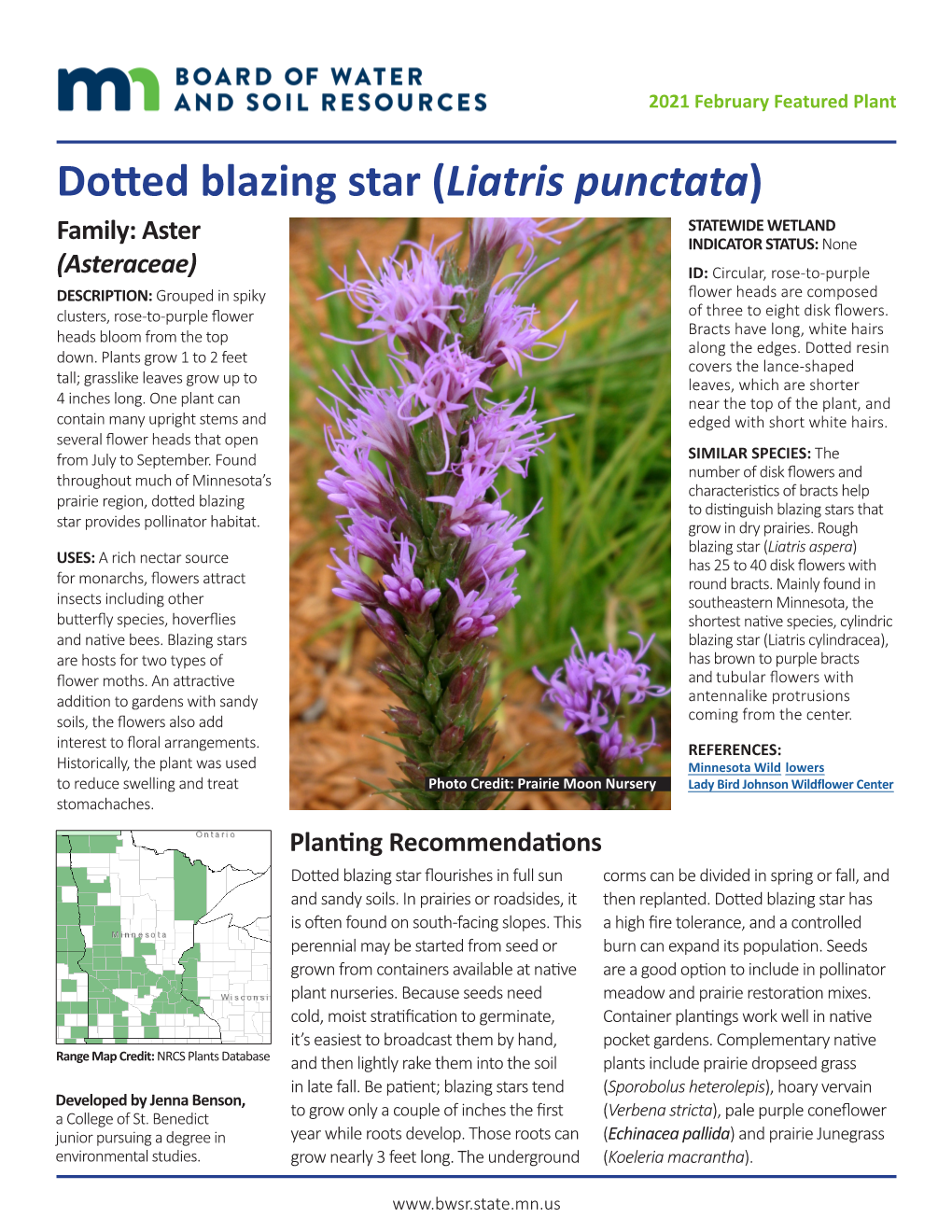 2021 February Featured Plant: Dotted Blazing Star