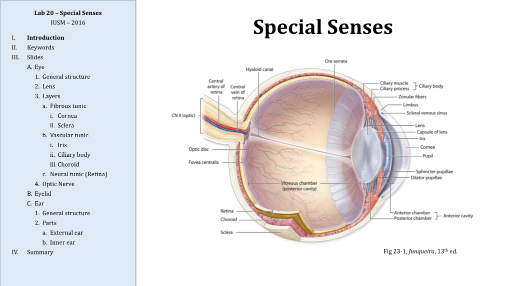 Special Senses IUSM – 2016