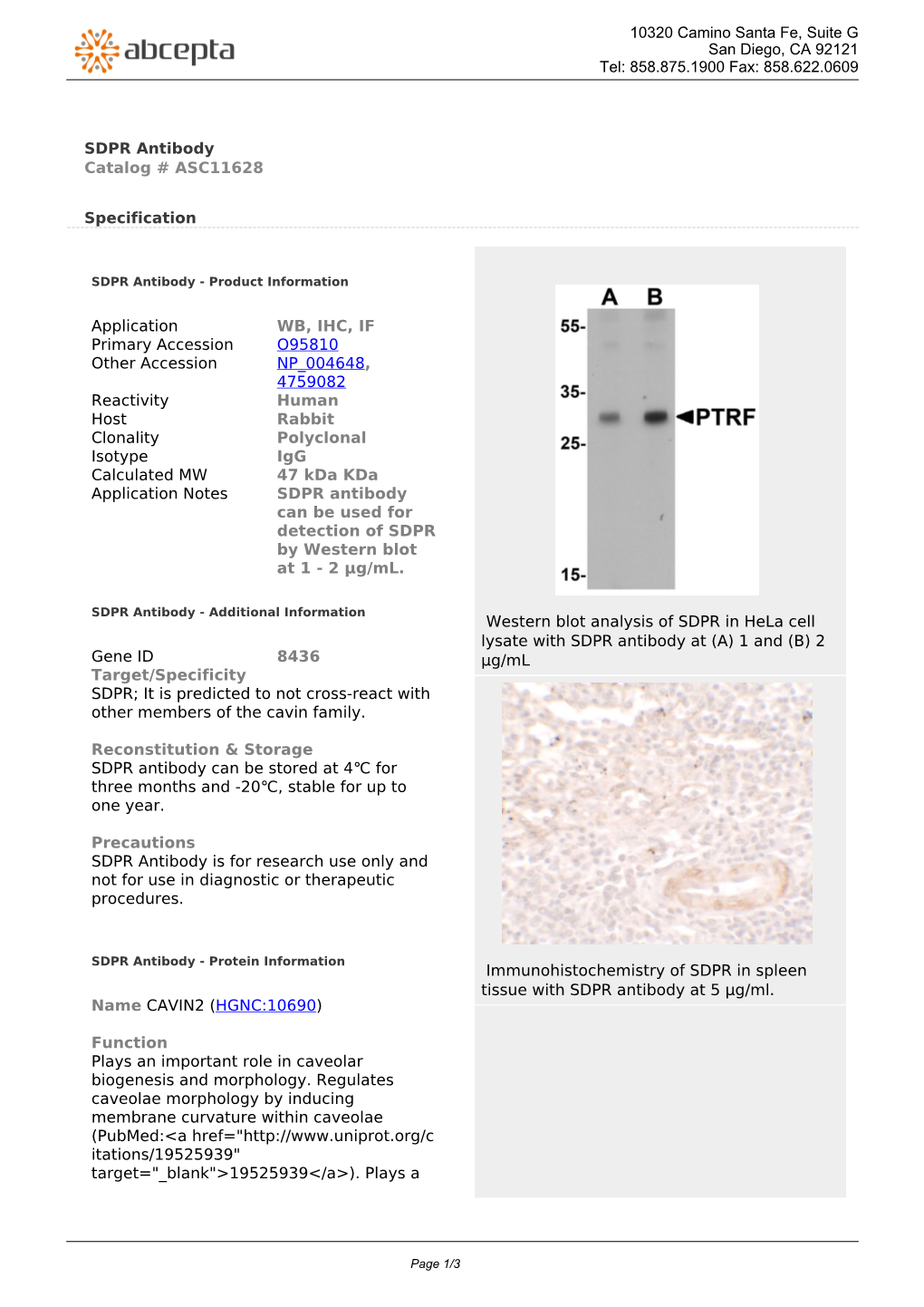 SDPR Antibody Catalog # ASC11628