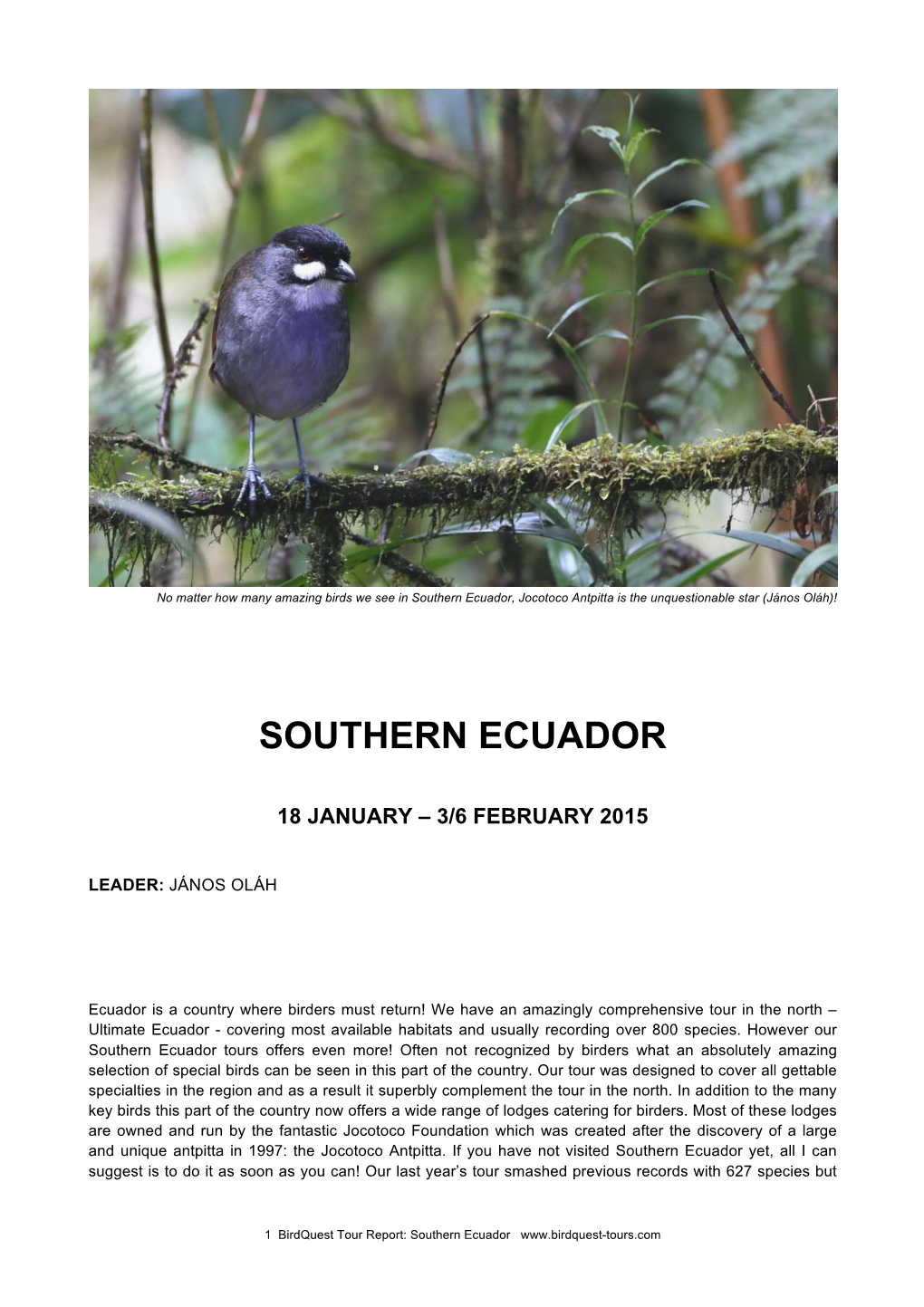 Southern Ecuador, Jocotoco Antpitta Is the Unquestionable Star (János Oláh)!