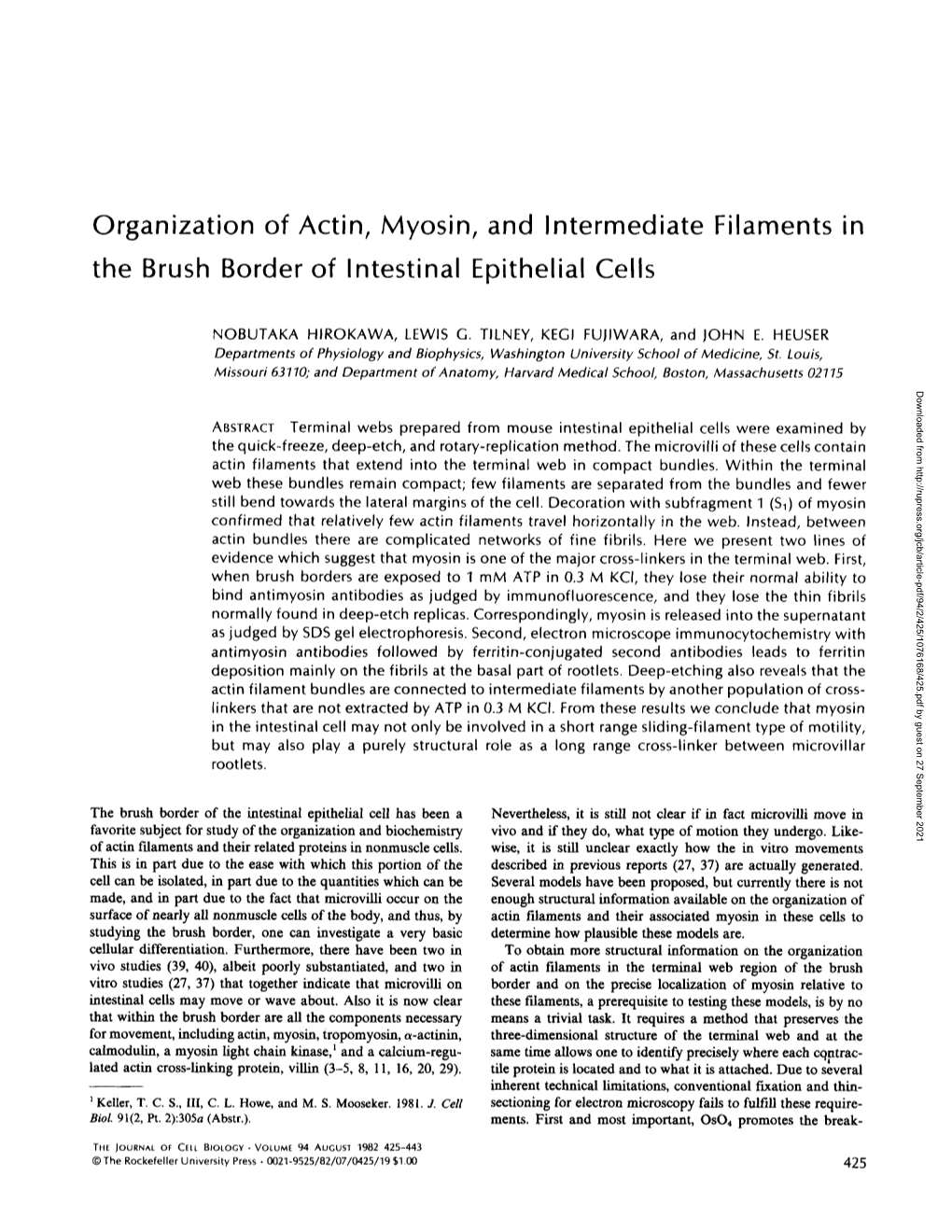 Organization of Actin, Myosin, and Intermediate the Brush Border Of
