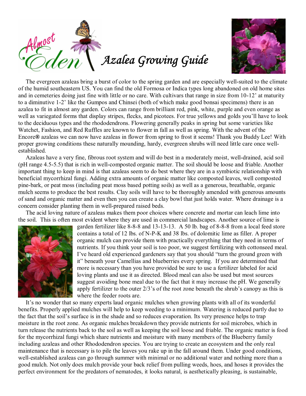 Azalea Growing Guide