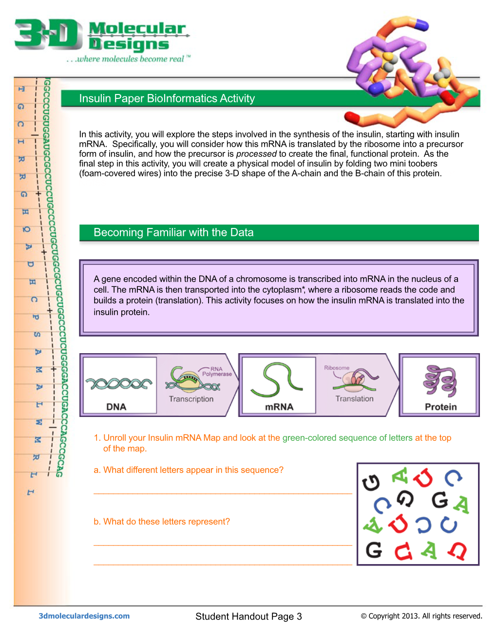 Insulin Synthesis Handout