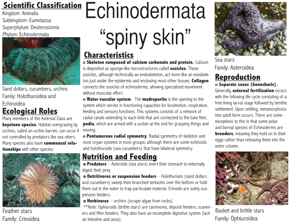 Echinodermata Superphylum: Deuterostomia Phylum: Echinodermata “Spiny Skin”