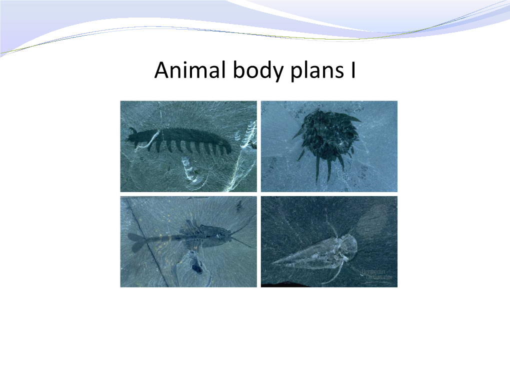 Animal Body Plans I Animal Body Plans