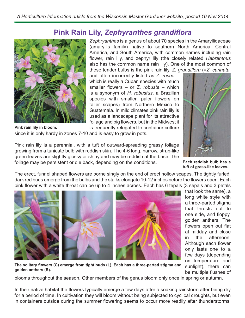 Pink Rain Lily, Zephyranthes Grandiflora